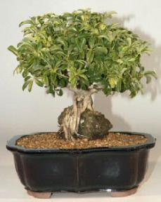 Hawaiian Umbrella Bonsai Tree - Roots Growing Over Rock - 17