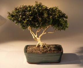 Japanese Kingsville Boxwood  Bonsai Tree with Raised Roots<br><i>(buxus microphylla 'compacta')</i>