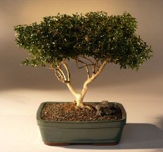 Japanese Kingsville Boxwood  Bonsai Tree with Raised Roots<br><i>(buxus microphylla 'compacta')</i>