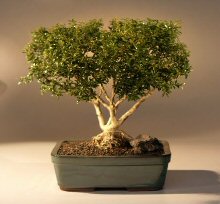 Japanese Kingsville Boxwood  Bonsai Tree<br><i>(buxus microphylla 'compacta')</i>