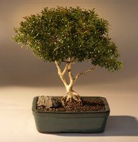 Japanese Kingsville Boxwood  Bonsai Tree with Raised Roots<br><i>(buxus microphylla 'compacta')</i>