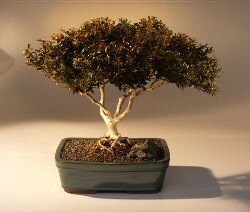 Japanese Kingsville Boxwood  Bonsai Tree with Raised Roots<br><i>(buxus microphylla 'compacta')</i>