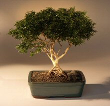 Japanese Kingsville Boxwood  Bonsai Tree with Raised Roots<br><i>(buxus microphylla 'compacta')</i>