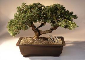 Juniper  - Windswept<br>(juniper procumbens 'nana')