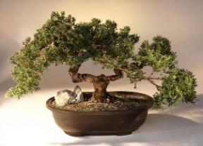 Juniper  - Windswept<br>(juniper procumbens 'nana')