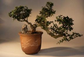 Fukien Tea  Bonsai Tree Cascade Style<br><i>(ehretia microphylla)</i>