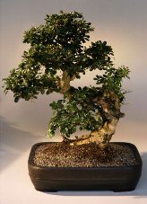 Fukien Tea  Bonsai Tree <br><i>(ehretia microphylla)</i>