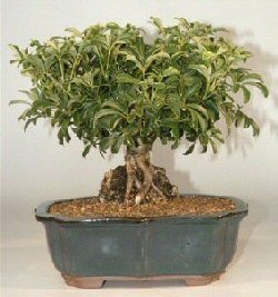 Hawaiian Umbrella Bonsai Tree - Roots Growing Over Rock<br><i>(arboricola schefflera)</i>.