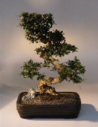 Fukien Tea  Bonsai Tree <br><i>(ehretia microphylla)</i>