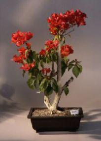 Flowering Bougainvillea Bonsai Tree<br><i>(pink pixie)</i>