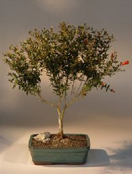 Flowering Dwarf Pomegranate Bonsai Tree<br><i>(punica granatum)</i>