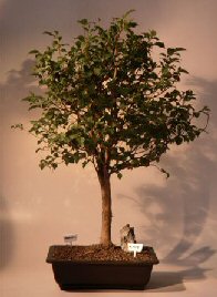 Japanese Stewartia Bonsai Tree<br><i>(stewartia pseudocamellia)</i>