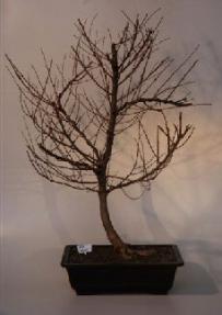 Japanese Larch Bonsai Tree<br><i>(larix leptolepsis)</i>