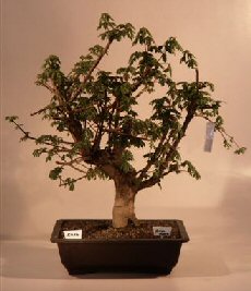 Hedge Maple Bonsai Tree<br>(acer palmatum)