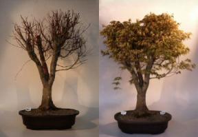 Monster Maple Bonsai Tree<br><i>(acer palmatum)</i>