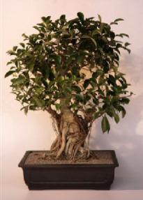 Ficus Retusa Bonsai Tree<br>(ficus retusa)<br>