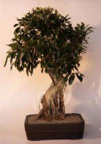 Ficus Retusa Bonsai Tree<br>(ficus retusa)<br>