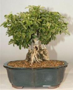 Hawaiian Umbrella Bonsai Tree - Roots Growing Over Rock - 17