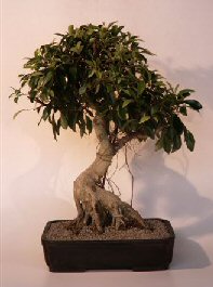 Ficus Retusa Bonsai Tree<br><i>(ficus retusa)</i>