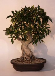 Ficus Retusa Bonsai Tree<br><i>(ficus retusa)</i>