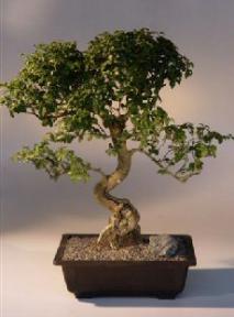 Flowering Ligustrum Bonsai Tree with Curved Trunk<br><i>(ligustrum lucidum)</i>
