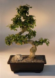 Flowering Ligustrum Bonsai Tree with Curved Trunk<br><i>(ligustrum lucidum)</i>