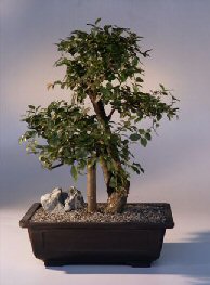 Sweet Plum Bonsai Tree<br><i>(sageretia theezans)</i>