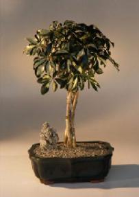 Braided Golden Hawaiian Umbrella Bonsai Tree<br><i>(arboricola schefflera)</i>