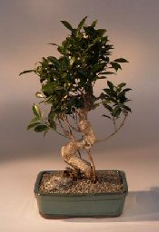 Ficus Retusa Bonsai Tree<br><i>(ficus retusa)</i>