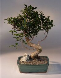 Ficus Retusa Bonsai Tree<br><i>(ficus retusa)</i>