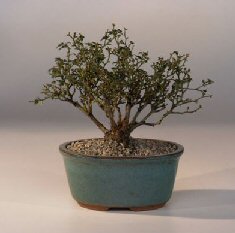 Mini Red Rose Bonsai Tree<br>Tiny Red