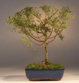 Weeping Willow Bonsai Tree<br><i>(babylonica 'crispa')</i>