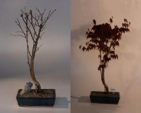 Japanese Red Maple Bonsai Tree<br>(acer palmatum 'atropurpurea')