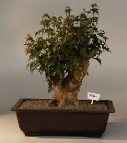 Trident Maple Bonsai Tree<br><i>(acer buergerianum)</i>