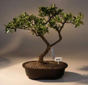 Pyracantha  Bonsai Tree <br><i>(pyracantha 'mohave')</i>