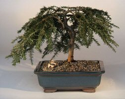 Bird's Nest Spruce Bonsai Tree<br><i>(picea abies 'nidiformis')</i>