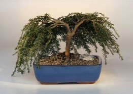 Bird's Nest Spruce Bonsai Tree<br><i>(picea abies 'nidiformis')</i>