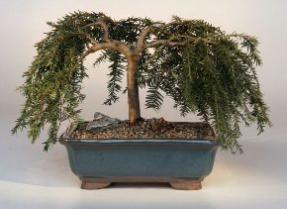 Bird's Nest Spruce Bonsai Tree<br><i>(picea abies 'nidiformis')</i>