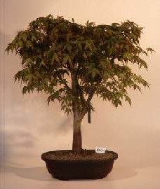 Japanese Maple Bonsai Tree<br><i>(acer palmatum 'corallinum')</i>