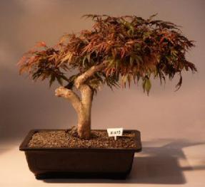 Japanese Maple  Bonsai Tree<br><i>(acer palmatum 'seiryu' )</i>