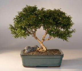 Japanese Kingsville Boxwood  Bonsai Tree with Raised Roots<br><i>(buxus microphylla 'compacta')</i>