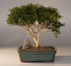 Japanese Kingsville Boxwood  Bonsai Tree with Raised Roots<br><i>(buxus microphylla 'compacta')</i>