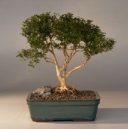 Japanese Kingsville Boxwood  Bonsai Tree with Raised Roots<br><i>(buxus microphylla 'compacta')</i>