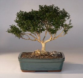 Japanese Kingsville Boxwood  Bonsai Tree with Raised Roots<br><i>(buxus microphylla 'compacta')</i>