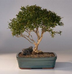 Japanese Kingsville Boxwood  Bonsai Tree with Raised Roots<br><i>(buxus microphylla 'compacta')</i>