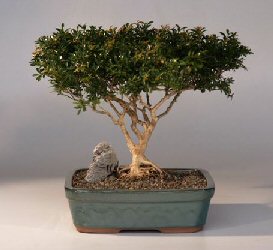 Japanese Kingsville Boxwood  Bonsai Tree with Raised Roots<br><i>(buxus microphylla 'compacta')</i>