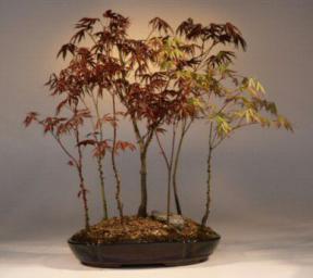 Japanese Red Maple Bonsai Tree<br><i>(acer palmatum 'atropurpurea')</i>
