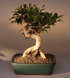 Ficus Retusa Bonsai Tree<br><i>(ficus retusa)</i>