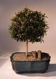 Brush Cherry Bonsai Tree<br><i>(eugenia myrtifolia)</i>1