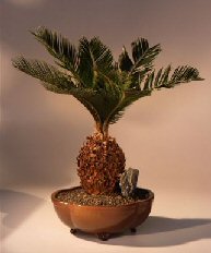 Sago Palm Bonsai Tree<br><i>(cycas revoluta)</i>